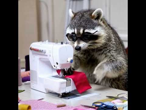 A raccoon, sitting in front of a sewing machine